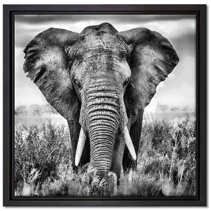 Imposanter Elefant auf Leinwandbild Quadratisch gerahmt Größe 40x40