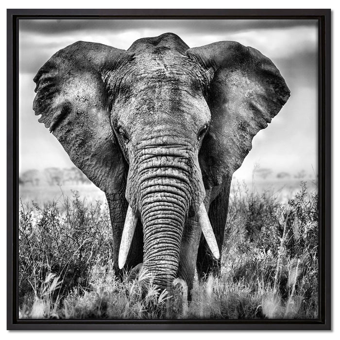 Imposanter Elefant auf Leinwandbild Quadratisch gerahmt Größe 60x60