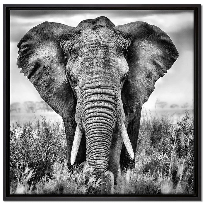 Imposanter Elefant auf Leinwandbild Quadratisch gerahmt Größe 70x70