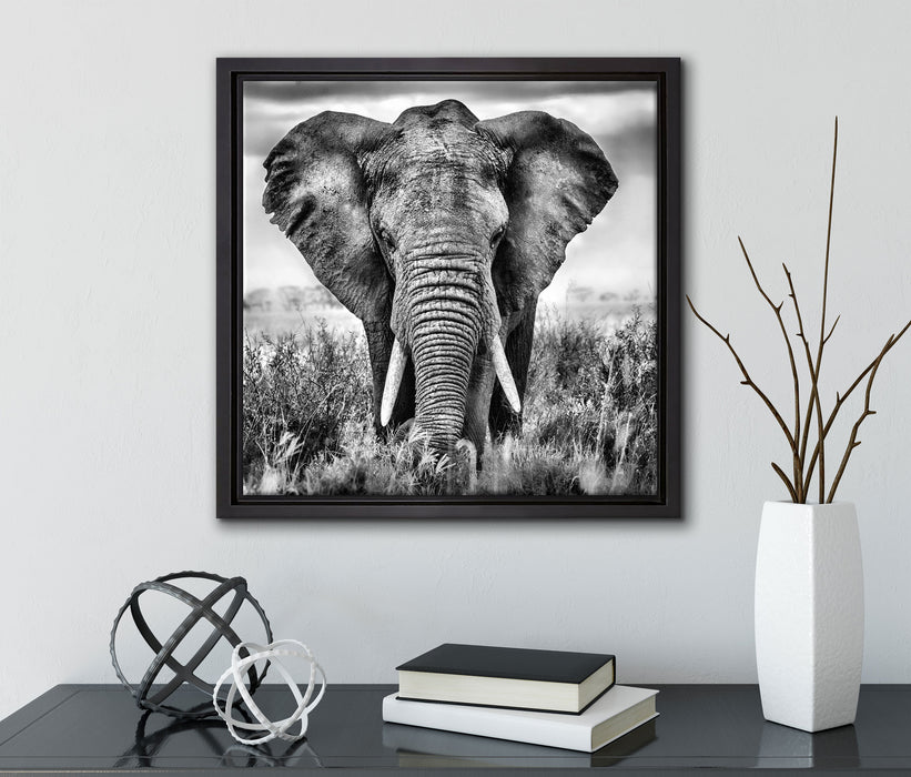 Imposanter Elefant  auf Leinwandbild Quadratisch gerahmt mit Kirschblüten