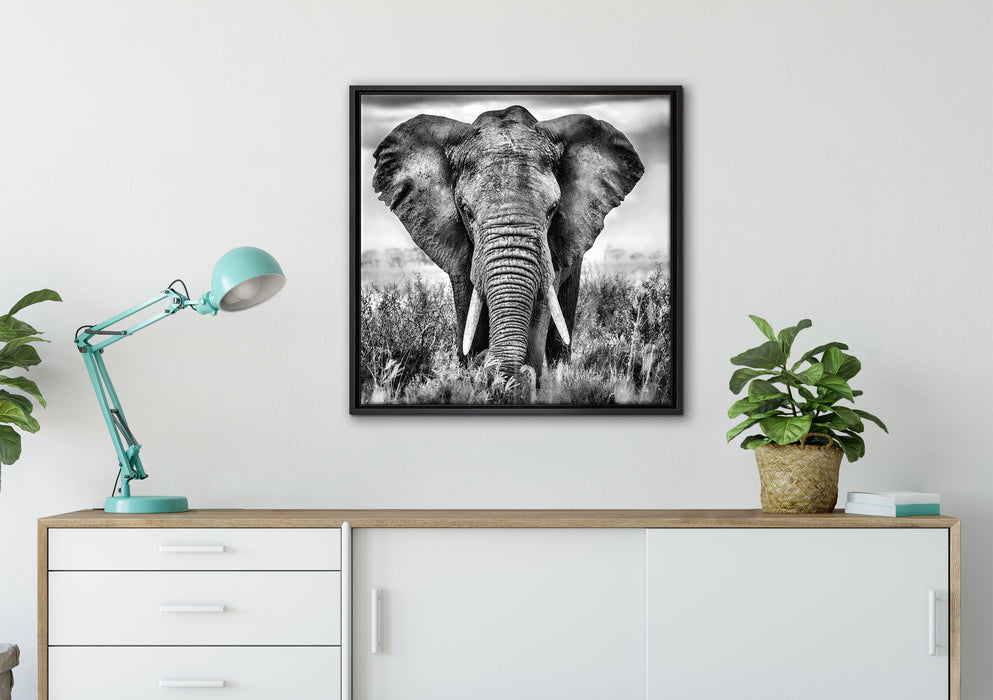 Imposanter Elefant auf Leinwandbild gerahmt Quadratisch verschiedene Größen im Wohnzimmer