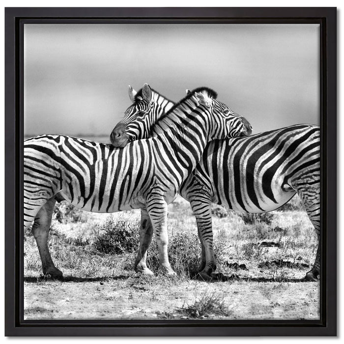 Schmusende Zebras auf Leinwandbild Quadratisch gerahmt Größe 40x40