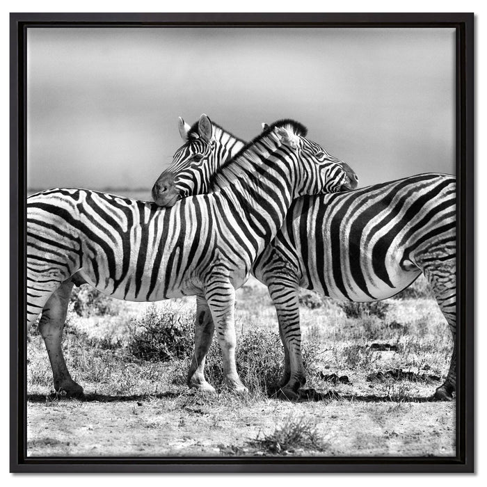 Schmusende Zebras auf Leinwandbild Quadratisch gerahmt Größe 60x60