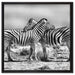 Schmusende Zebras auf Leinwandbild Quadratisch gerahmt Größe 60x60