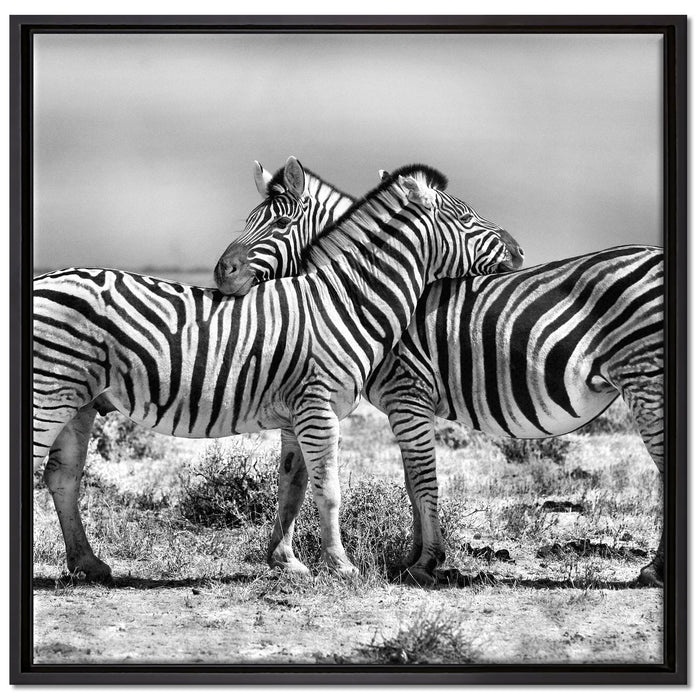 Schmusende Zebras auf Leinwandbild Quadratisch gerahmt Größe 70x70