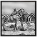 Schmusende Zebras auf Leinwandbild Quadratisch gerahmt Größe 70x70