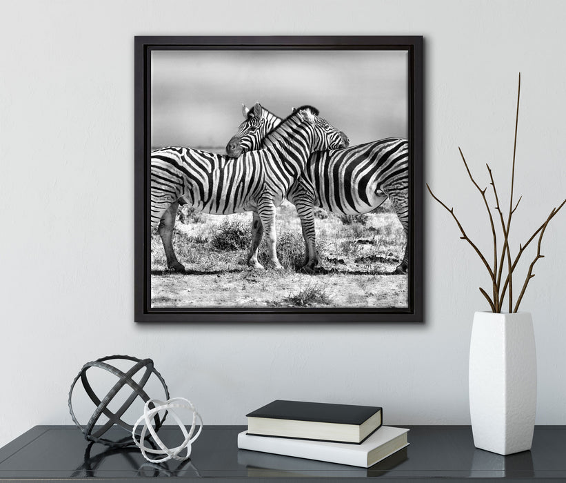 Schmusende Zebras  auf Leinwandbild Quadratisch gerahmt mit Kirschblüten