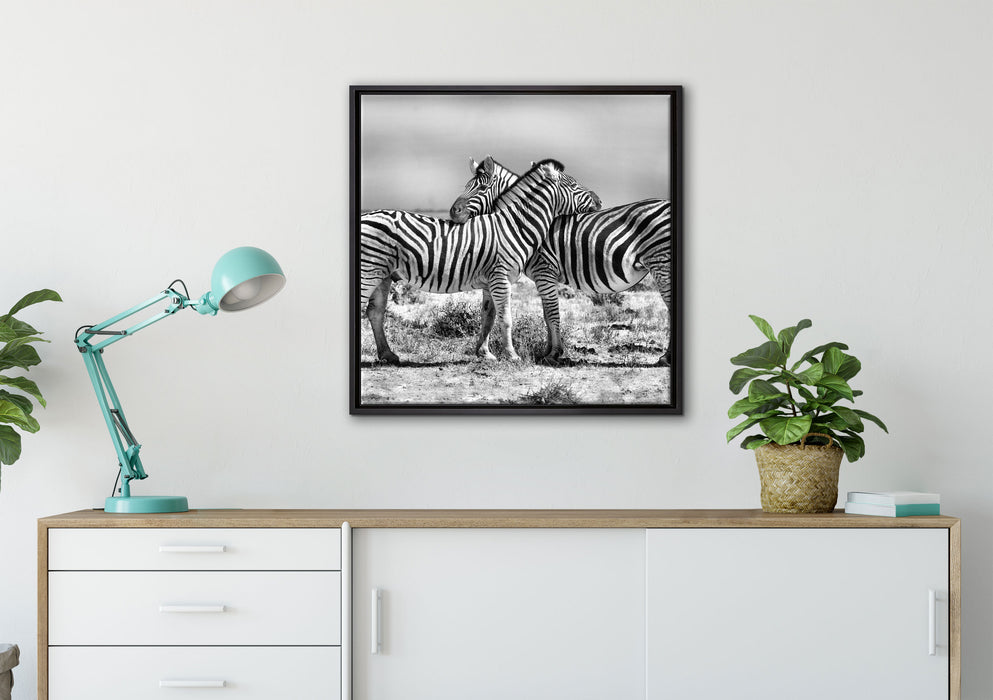Schmusende Zebras auf Leinwandbild gerahmt Quadratisch verschiedene Größen im Wohnzimmer