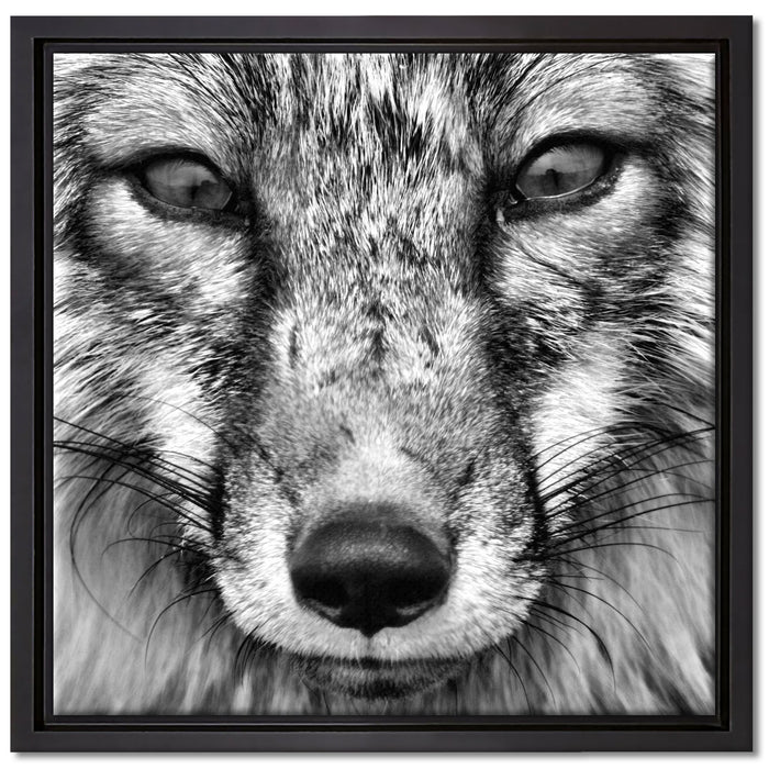 Fuchs Porträt auf Leinwandbild Quadratisch gerahmt Größe 40x40