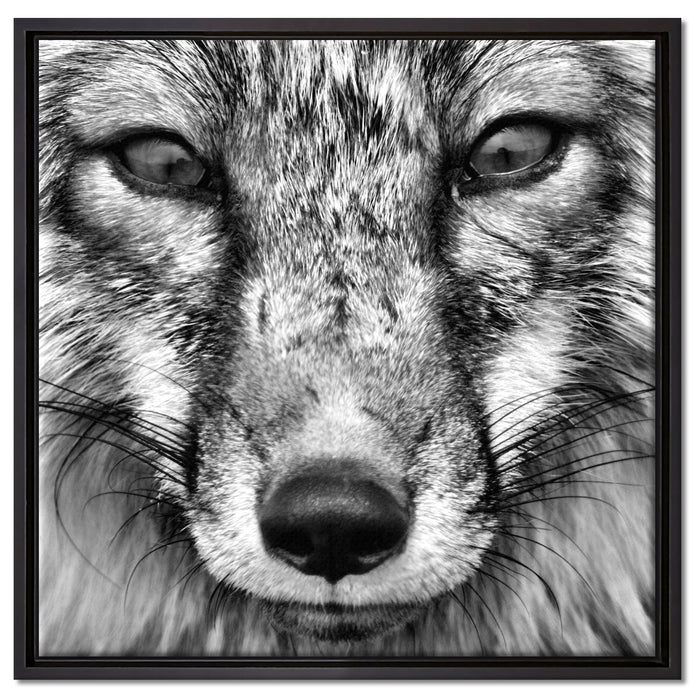 Fuchs Porträt auf Leinwandbild Quadratisch gerahmt Größe 60x60