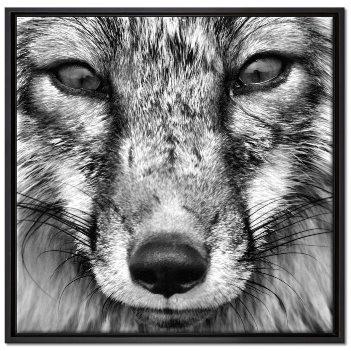 Fuchs Porträt auf Leinwandbild Quadratisch gerahmt Größe 70x70