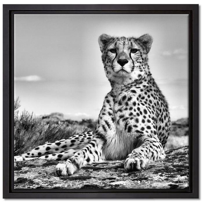 Gepard in Savanne auf Leinwandbild Quadratisch gerahmt Größe 40x40