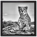 Gepard in Savanne auf Leinwandbild Quadratisch gerahmt Größe 40x40