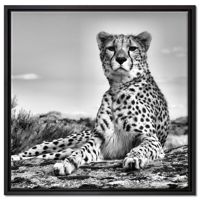 Gepard in Savanne auf Leinwandbild Quadratisch gerahmt Größe 60x60