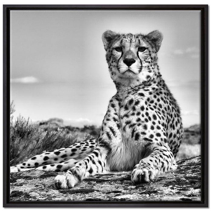 Gepard in Savanne auf Leinwandbild Quadratisch gerahmt Größe 70x70