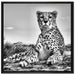 Gepard in Savanne auf Leinwandbild Quadratisch gerahmt Größe 70x70