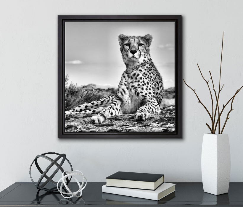 Gepard in Savanne  auf Leinwandbild Quadratisch gerahmt mit Kirschblüten