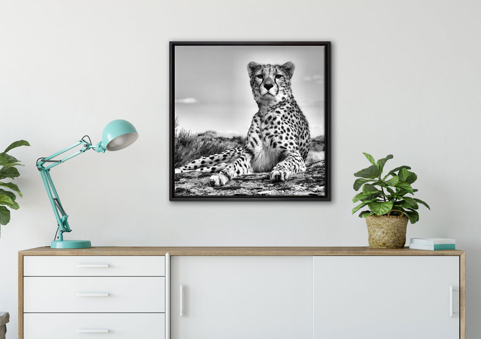 Gepard in Savanne auf Leinwandbild gerahmt Quadratisch verschiedene Größen im Wohnzimmer