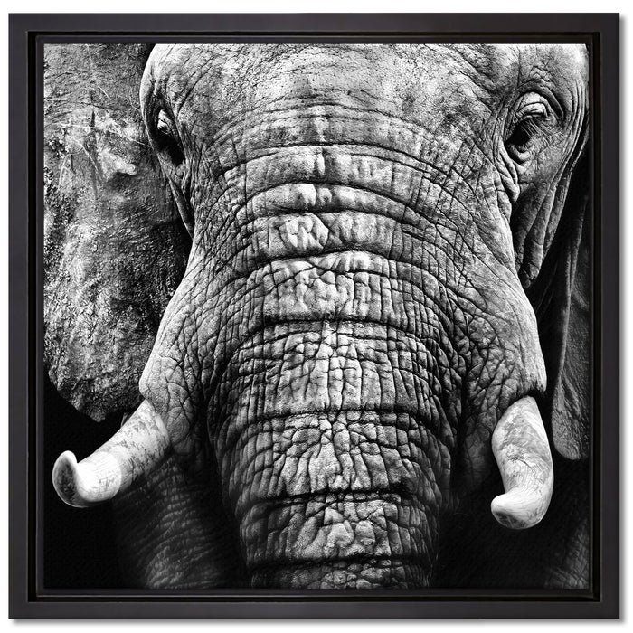 Elefant Porträt auf Leinwandbild Quadratisch gerahmt Größe 40x40