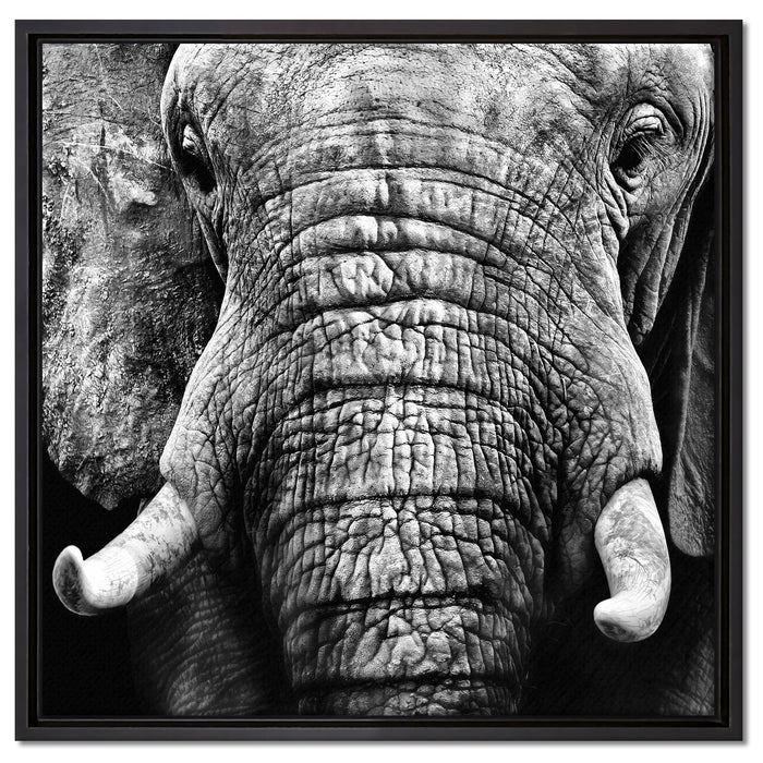 Elefant Porträt auf Leinwandbild Quadratisch gerahmt Größe 60x60
