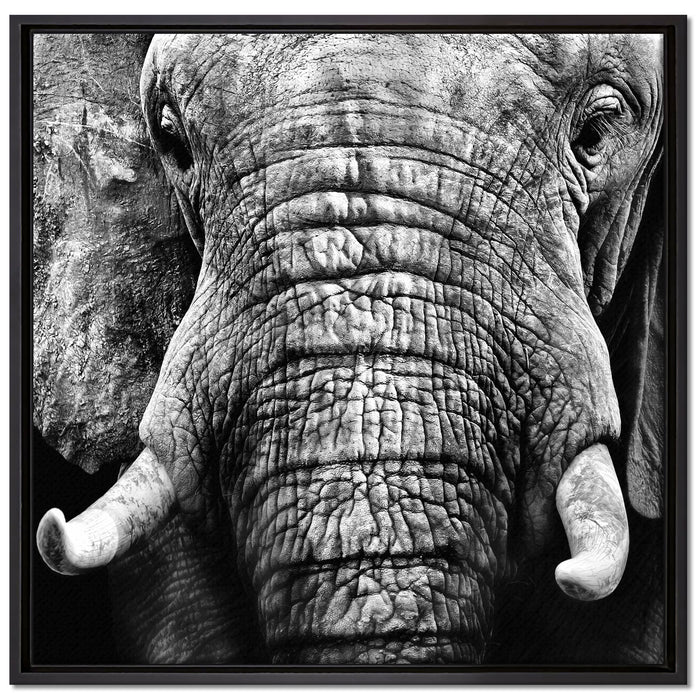 Elefant Porträt auf Leinwandbild Quadratisch gerahmt Größe 70x70
