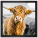 Blick einer Kuh an der Weide auf Leinwandbild Quadratisch gerahmt Größe 40x40