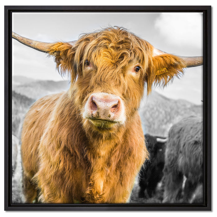 Blick einer Kuh an der Weide auf Leinwandbild Quadratisch gerahmt Größe 60x60
