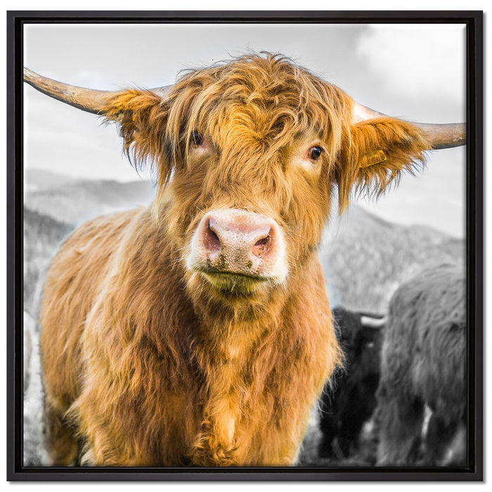Blick einer Kuh an der Weide auf Leinwandbild Quadratisch gerahmt Größe 70x70