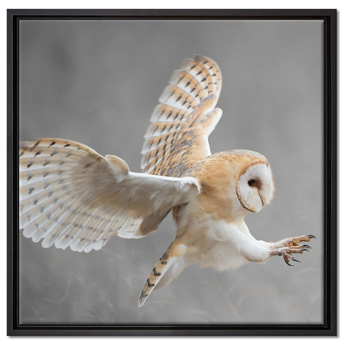 Fliegende Weiße Eule bei der Jagd auf Leinwandbild Quadratisch gerahmt Größe 60x60
