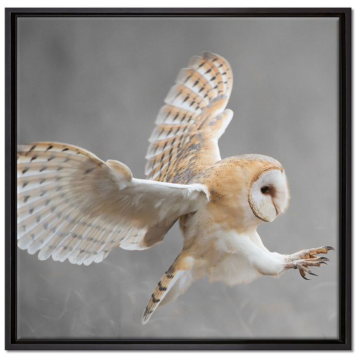 Fliegende Weiße Eule bei der Jagd auf Leinwandbild Quadratisch gerahmt Größe 70x70