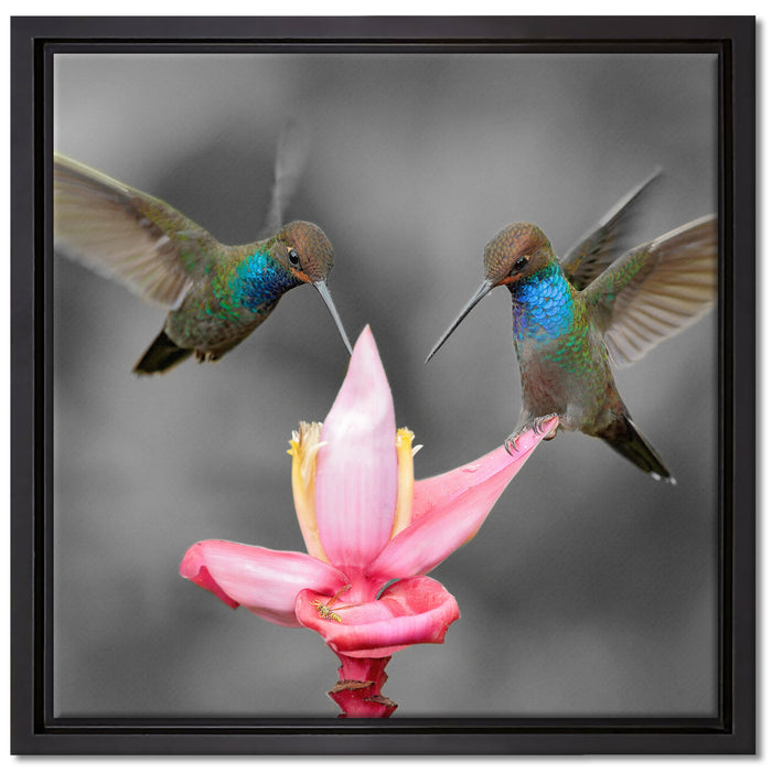 Kolibris in den Tropen auf Leinwandbild Quadratisch gerahmt Größe 40x40