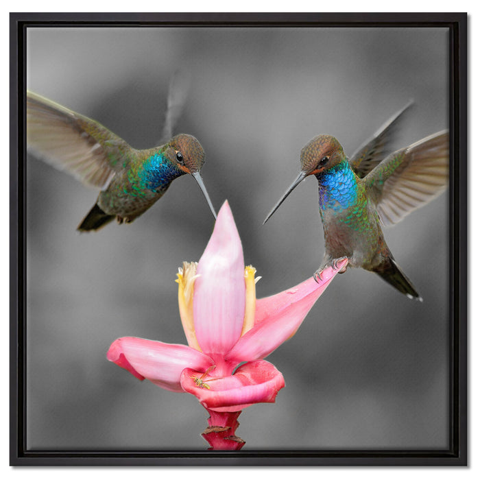 Kolibris in den Tropen auf Leinwandbild Quadratisch gerahmt Größe 60x60