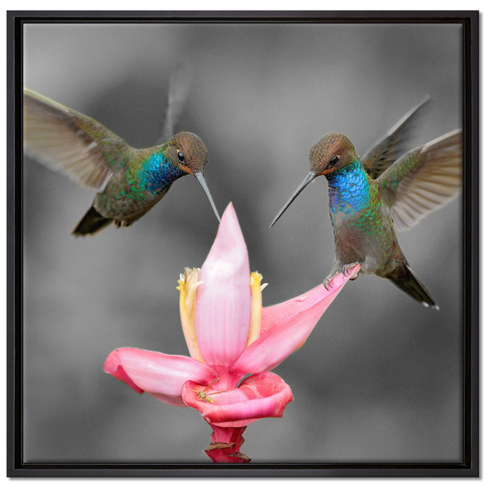 Kolibris in den Tropen auf Leinwandbild Quadratisch gerahmt Größe 70x70
