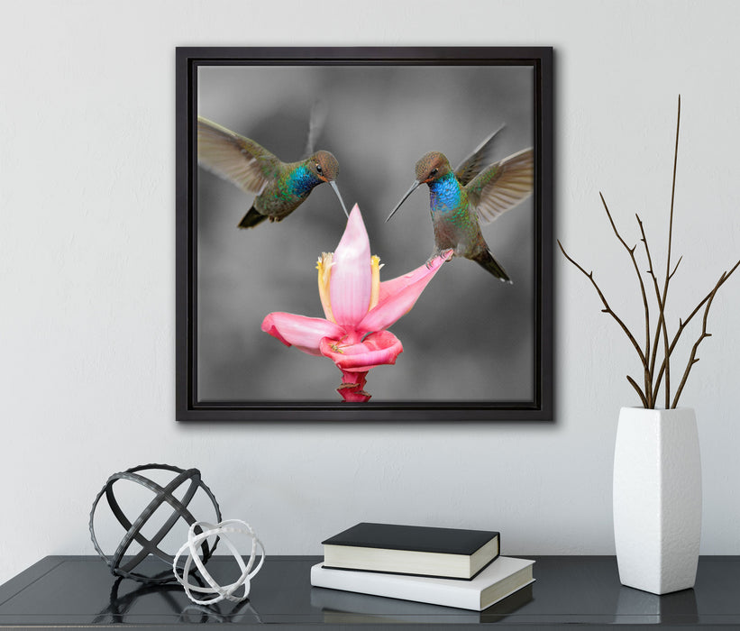 Kolibris in den Tropen  auf Leinwandbild Quadratisch gerahmt mit Kirschblüten