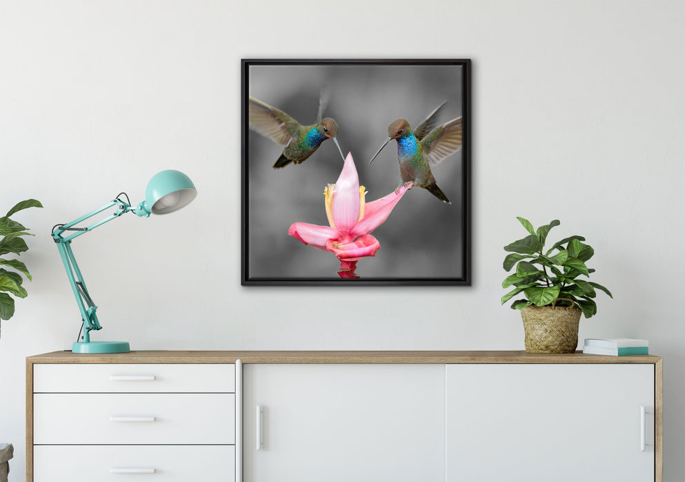 Kolibris in den Tropen auf Leinwandbild gerahmt Quadratisch verschiedene Größen im Wohnzimmer