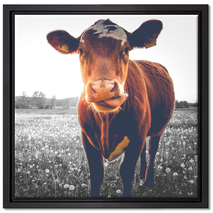 Kuh auf Butterblumenwiese auf Leinwandbild Quadratisch gerahmt Größe 40x40