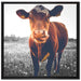 Kuh auf Butterblumenwiese auf Leinwandbild Quadratisch gerahmt Größe 70x70