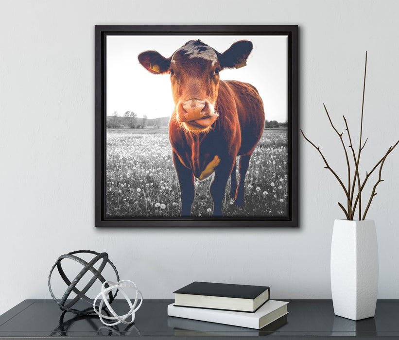 Kuh auf Butterblumenwiese  auf Leinwandbild Quadratisch gerahmt mit Kirschblüten