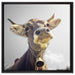 Lustiges Portrait einer Kuh auf Leinwandbild Quadratisch gerahmt Größe 60x60