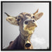 Lustiges Portrait einer Kuh auf Leinwandbild Quadratisch gerahmt Größe 70x70