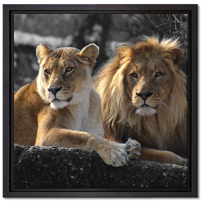 interessiertes Löwenpaar auf Leinwandbild Quadratisch gerahmt Größe 40x40