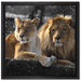 interessiertes Löwenpaar auf Leinwandbild Quadratisch gerahmt Größe 40x40