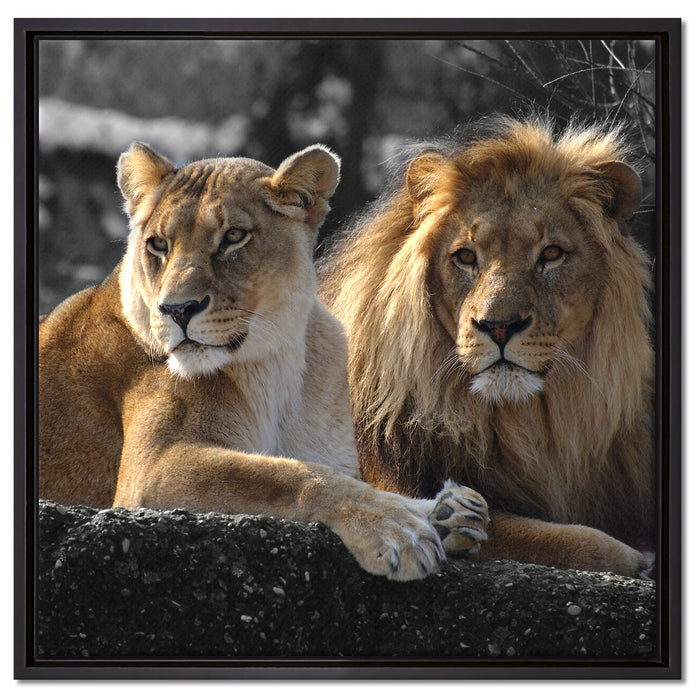 interessiertes Löwenpaar auf Leinwandbild Quadratisch gerahmt Größe 60x60