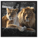 interessiertes Löwenpaar auf Leinwandbild Quadratisch gerahmt Größe 60x60
