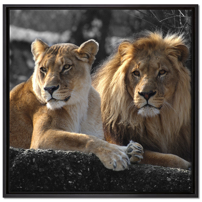 interessiertes Löwenpaar auf Leinwandbild Quadratisch gerahmt Größe 70x70