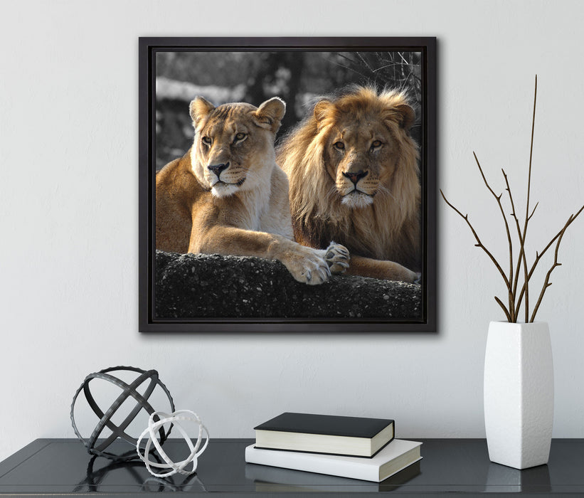 interessiertes Löwenpaar  auf Leinwandbild Quadratisch gerahmt mit Kirschblüten