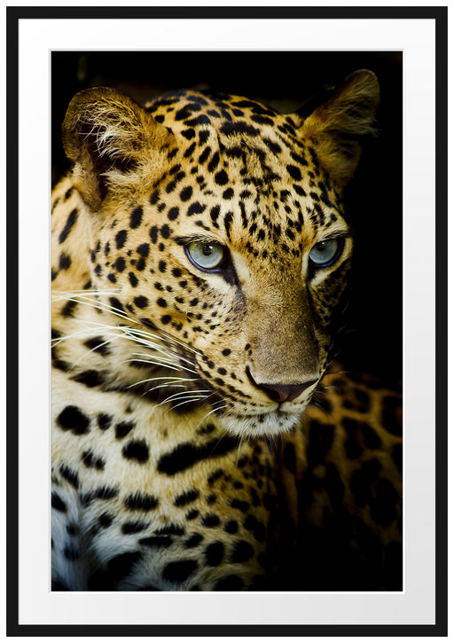 Leopard mit blauen Augen Passepartout 100x70