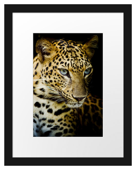 Leopard mit blauen Augen Passepartout 38x30