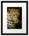 Leopard mit blauen Augen Passepartout 38x30