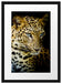 Leopard mit blauen Augen Passepartout 55x40